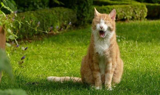 Broca Media Kater